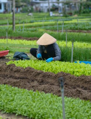 كيف يضمن المزارع الصغير تأمين محاصيله من الخسائر المفاجئة